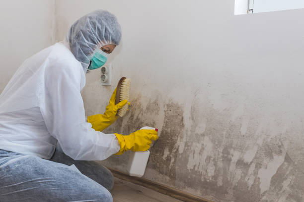 Best Commercial Mold Removal  in Fort Carson, CO