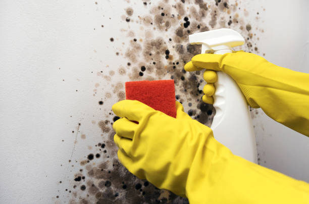 Best Crawl Space Mold Removal  in Fort Carson, CO