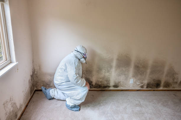 Mold Removal Process in Fort Carson, CO